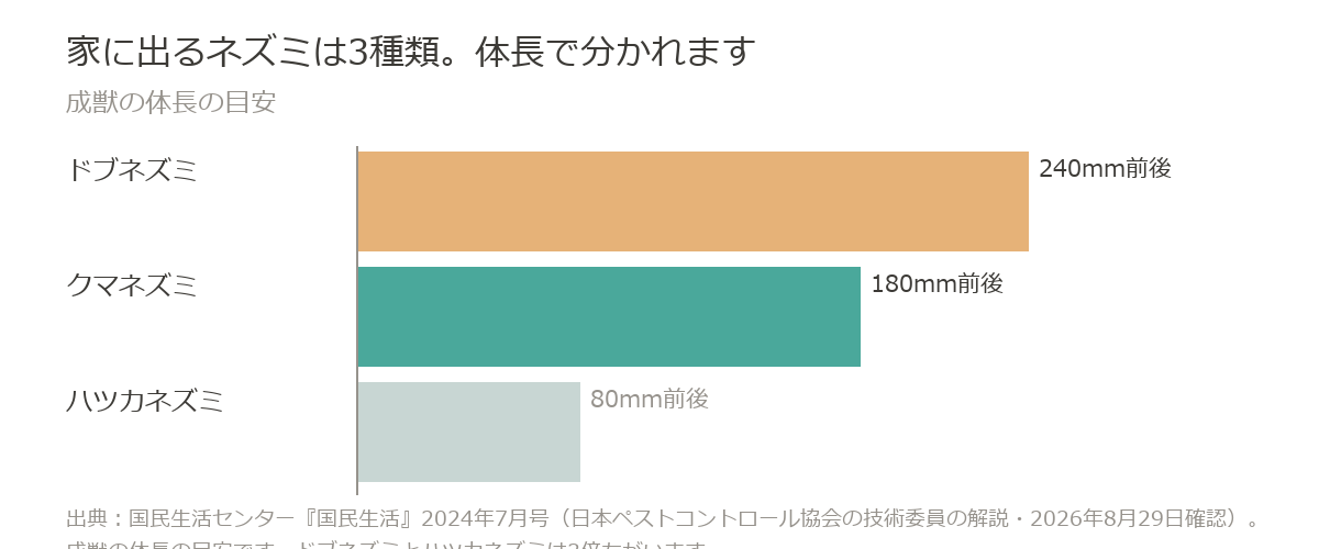 家に出るネズミの体長はドブネズミ240mm前後、クマネズミ180mm前後、ハツカネズミ80mm前後