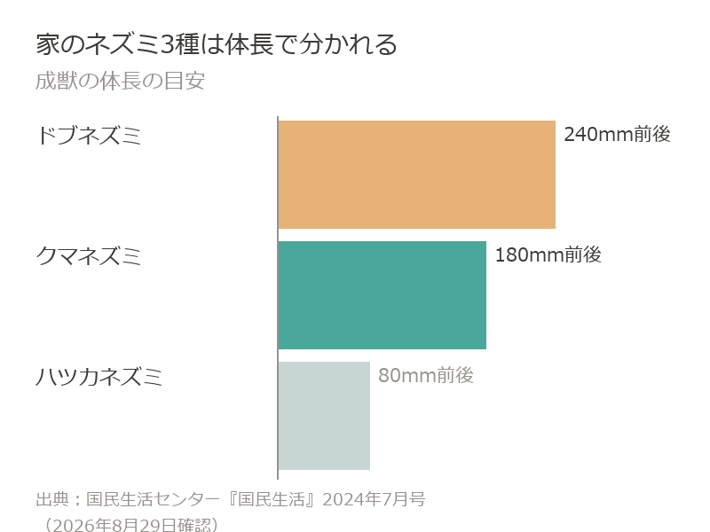 家に出るネズミの体長はドブネズミ240mm前後、クマネズミ180mm前後、ハツカネズミ80mm前後