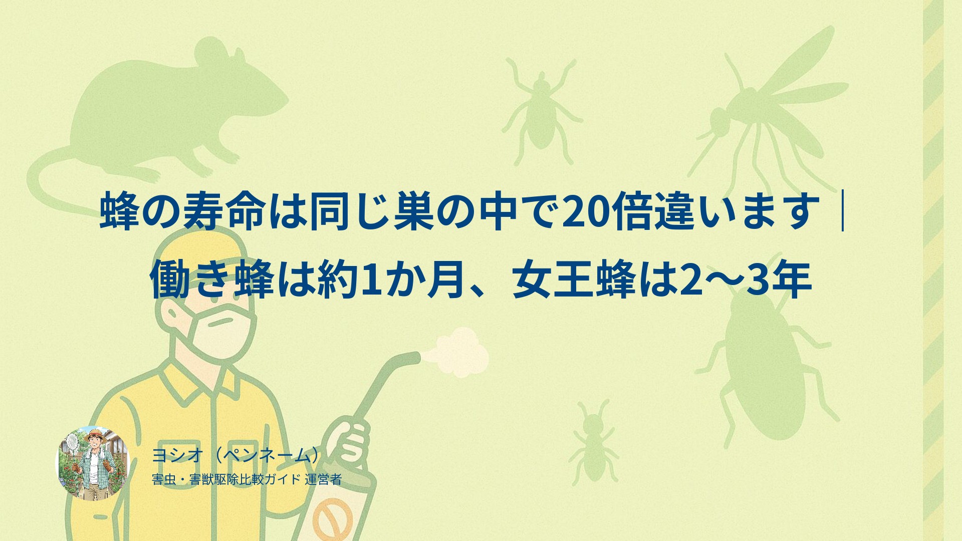 蜂の寿命は同じ巣の中で20倍違います｜働き蜂は約1か月、女王蜂は2〜3年